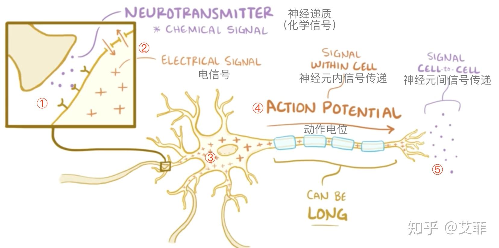 Action potentials