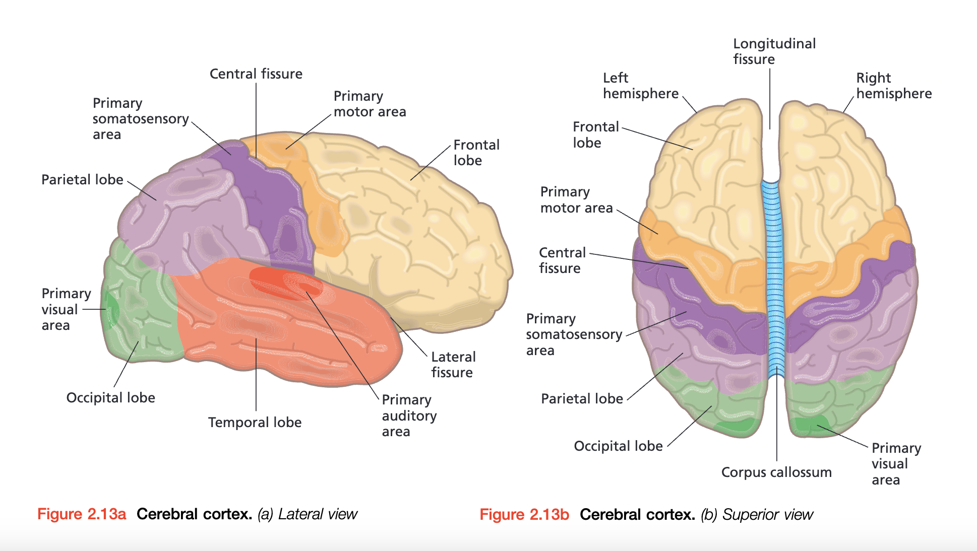 Cerebral cortex