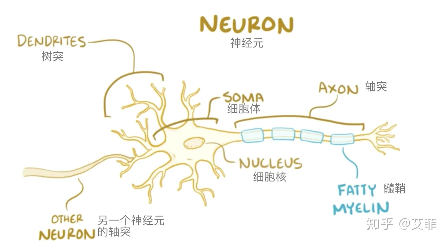 Neuron