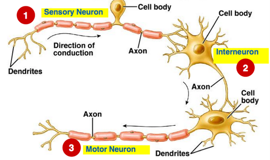 Neurons