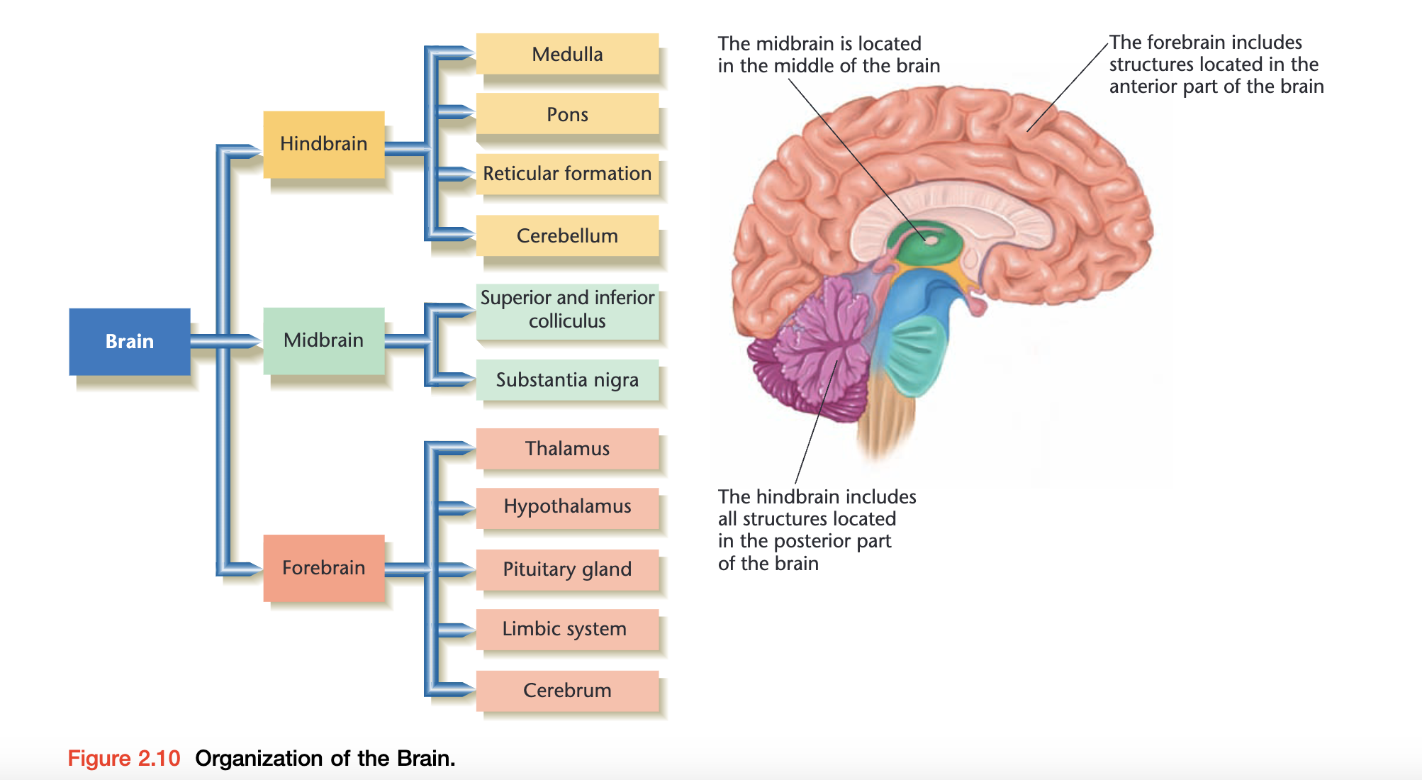 Organization of the Brain