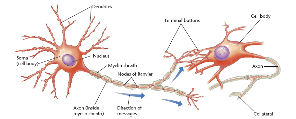 Schematic Diagram of a Neuron