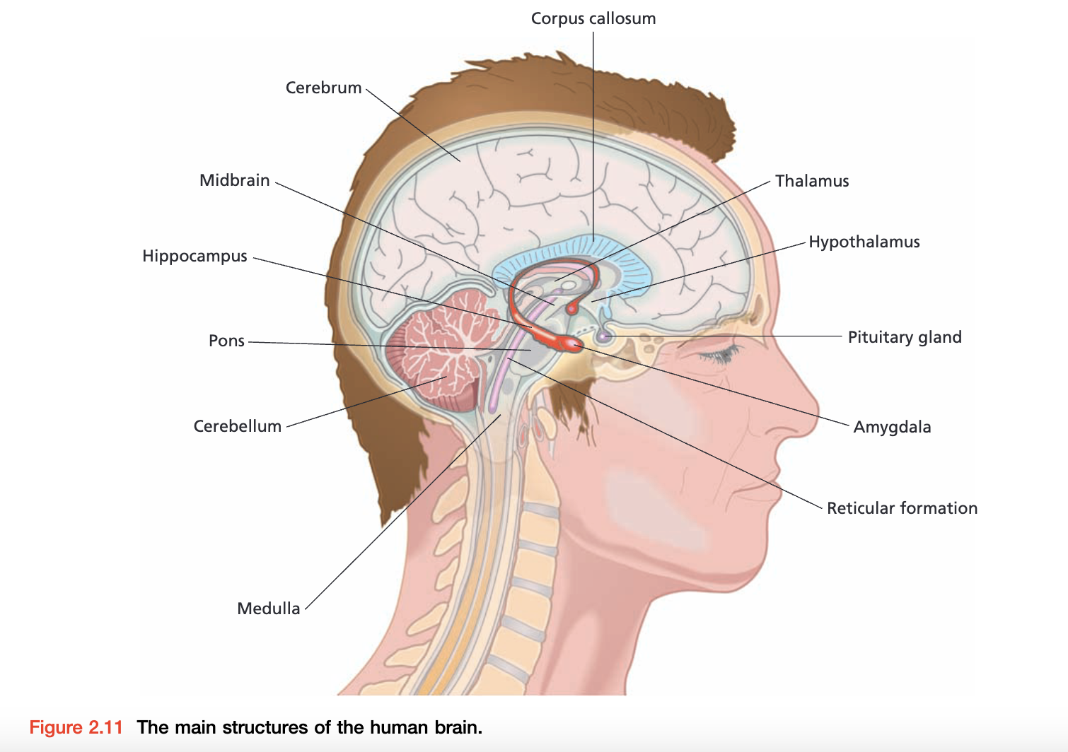 The main structures of the human brain