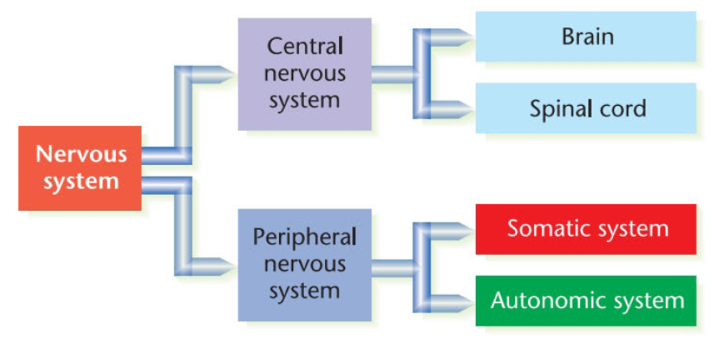 The organization of the nervous system